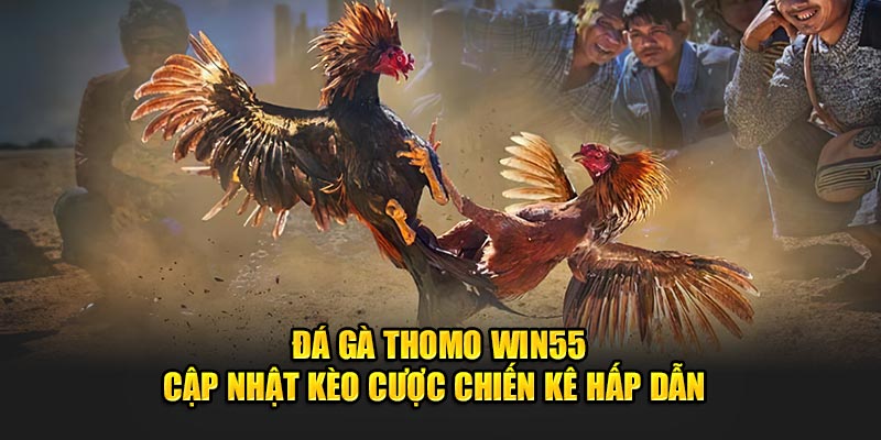 Đá Gà Thomo WIN55 - Cập Nhật Kèo Cược Chiến Kê Hấp Dẫn