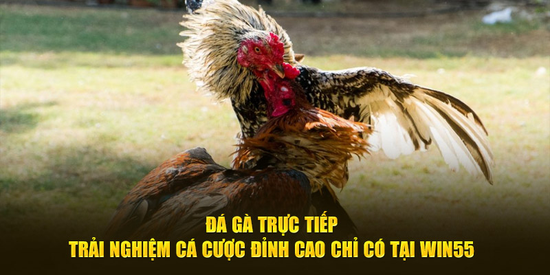 Đá Gà Trực Tiếp - Trải Nghiệm Cá Cược Đỉnh Cao Tại WIN55