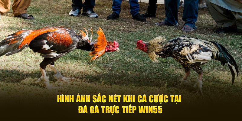 Hình ảnh sắc nét khi cá cược tại đá gà trực tiếp WIN55