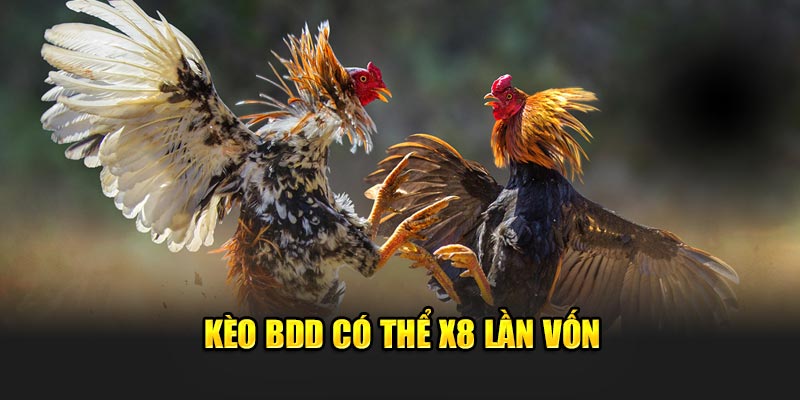 Kèo BDD có thể x8 lần vốn 