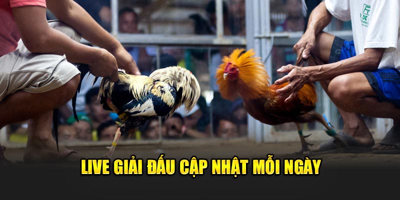 Live giải đấu cập nhật mỗi ngày 