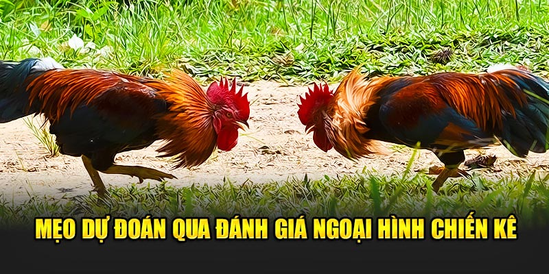 Mẹo dự đoán qua đánh giá ngoại hình chiến kê 